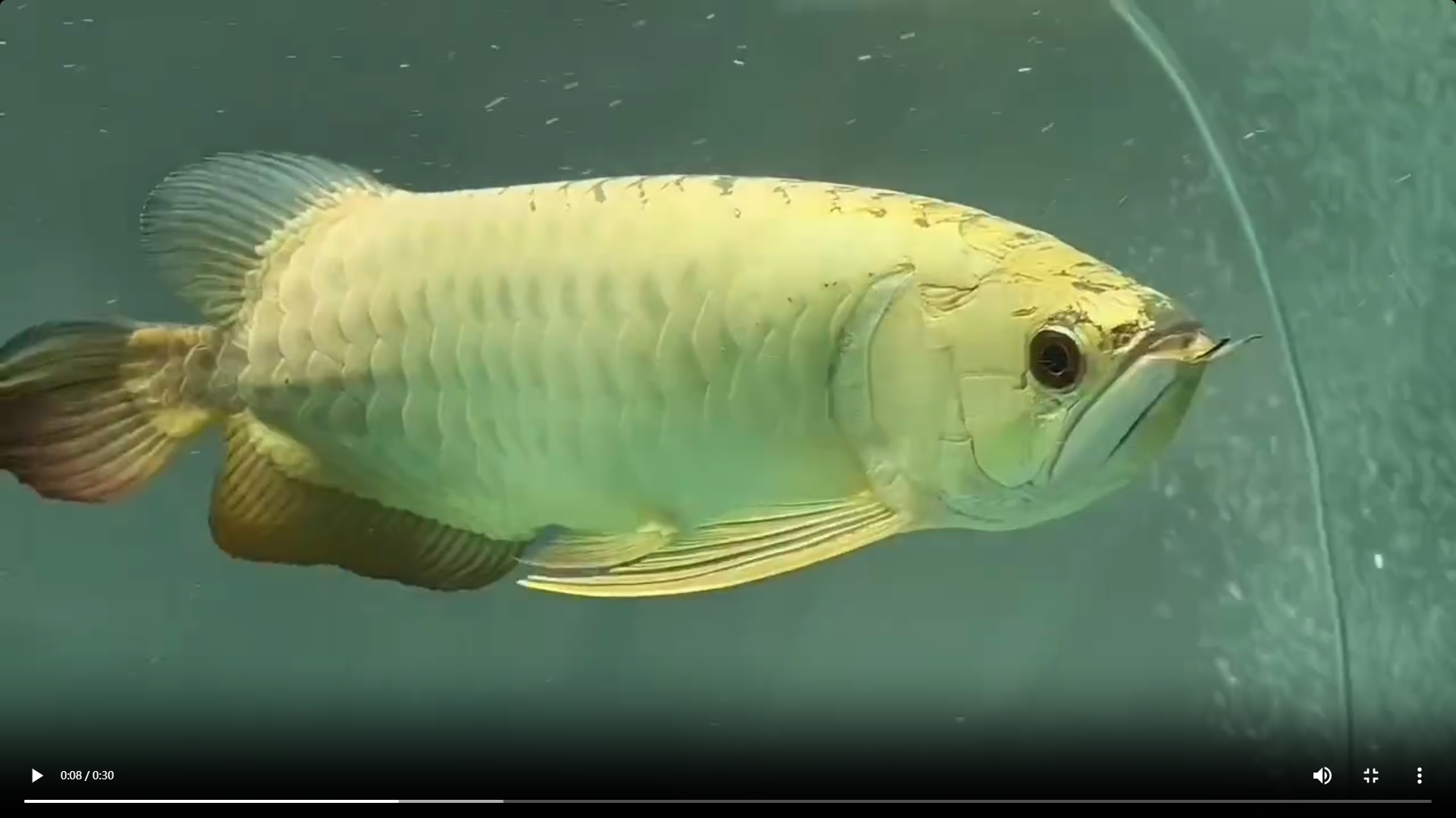 祥龍金禾金龍魚（精品金頭過(guò)背）